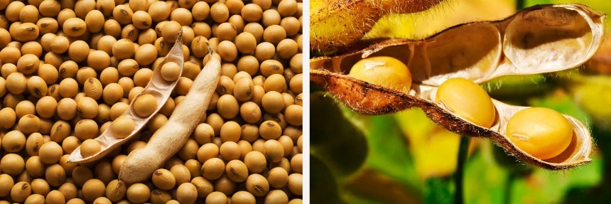 Soy Lecithin Supplier.jpg